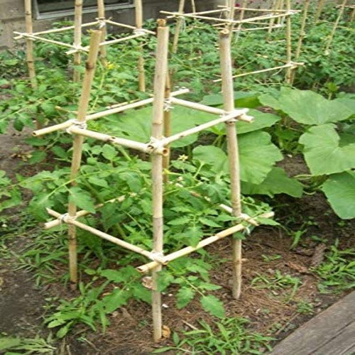 Premium Bamboo Stakes with Natural Finish - Durable & Lightweight Plant Support For Indoor & Outdoor Use
